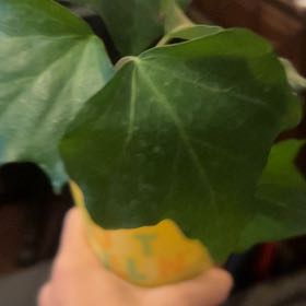 Photo of the plant species Canarian Ivy by @HotRosea12 named Morgan Treeman on Greg, the plant care app