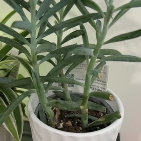 Photo of the plant species Skyscraper Senecio by @ProFreesia87 named Harry on Greg, the plant care app