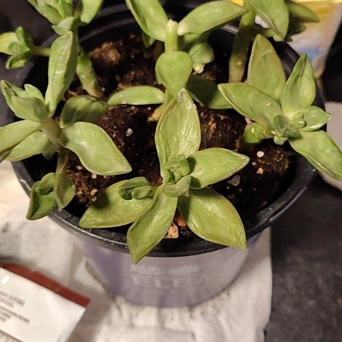 Photo of the plant species golden sedum lime gold by @UpfrontEncina70 named Lavender on Greg, the plant care app