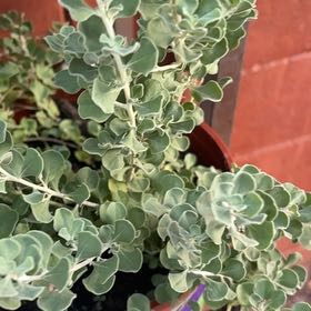 Photo of the plant species Texas Sage by @IdealBlusher22 named Maya on Greg, the plant care app
