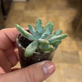 Photo of the plant species Pachyphytum longifolium by @AngelAgboy23 named Khaleesi on Greg, the plant care app