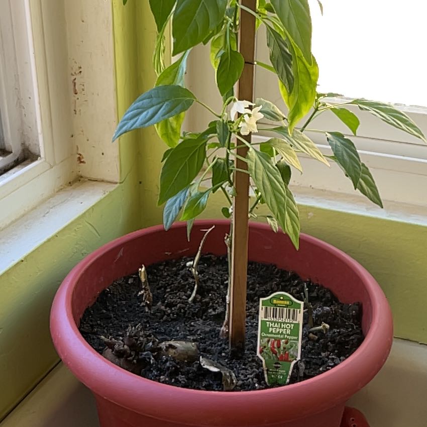 Photo of the plant species Thai Hot Pepper by @BrotherPapaya1 named Doja Cat on Greg, the plant care app