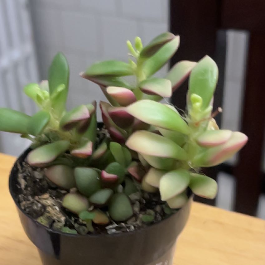 Photo of the plant species Sunrise by @MarvelGermander named Bigleef Smalls on Greg, the plant care app