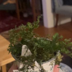 Photo of the plant species Davallia Fern by @MarvelGermander named Ulysses S Plant on Greg, the plant care app