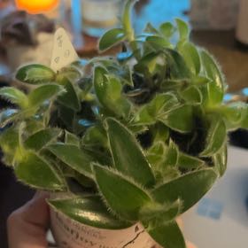 Photo of the plant species cyanotis by @MarvelGermander named Pax on Greg, the plant care app