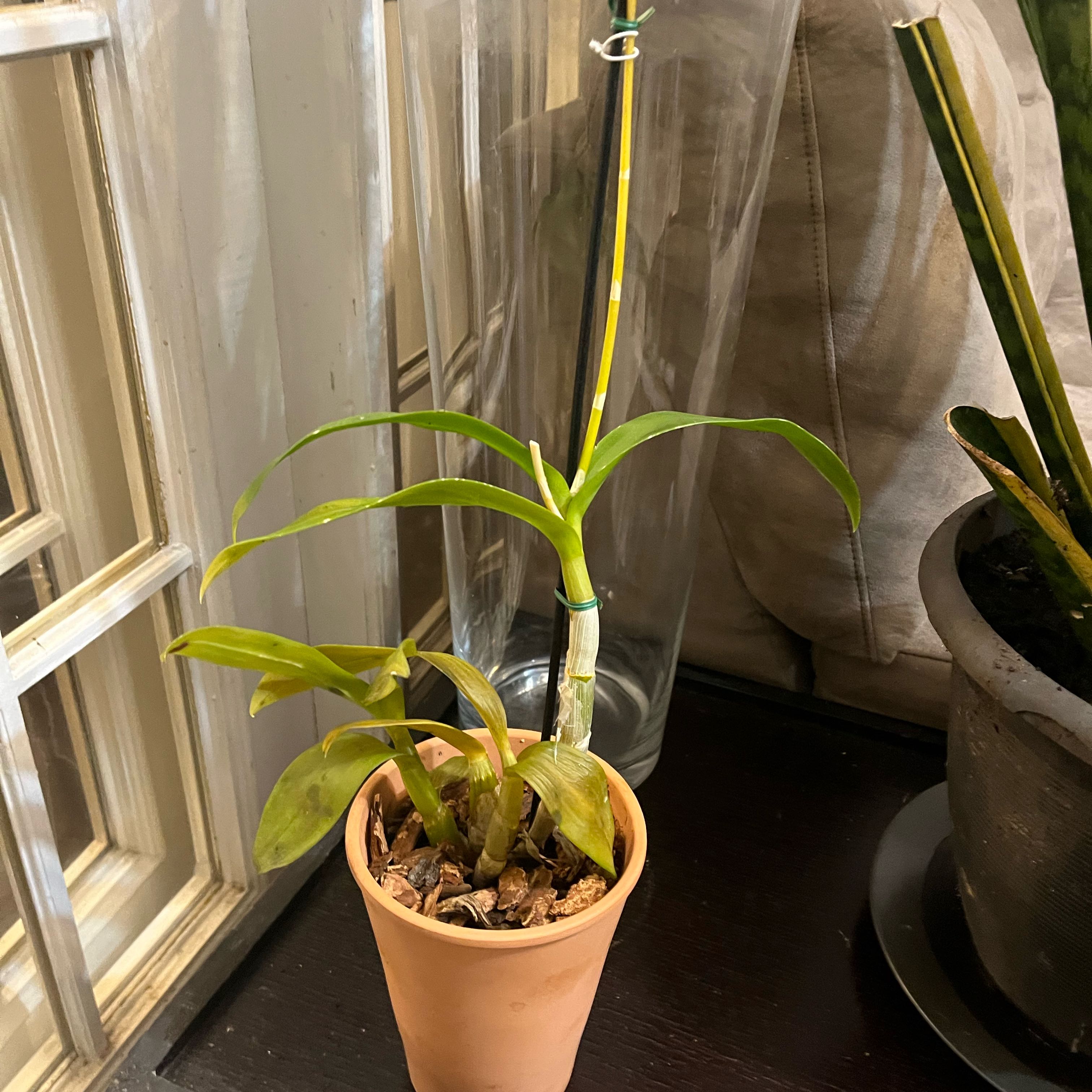 Photo of the plant species Dendrobium Orchid by @HotFord19 named Dr. Suess on Greg, the plant care app