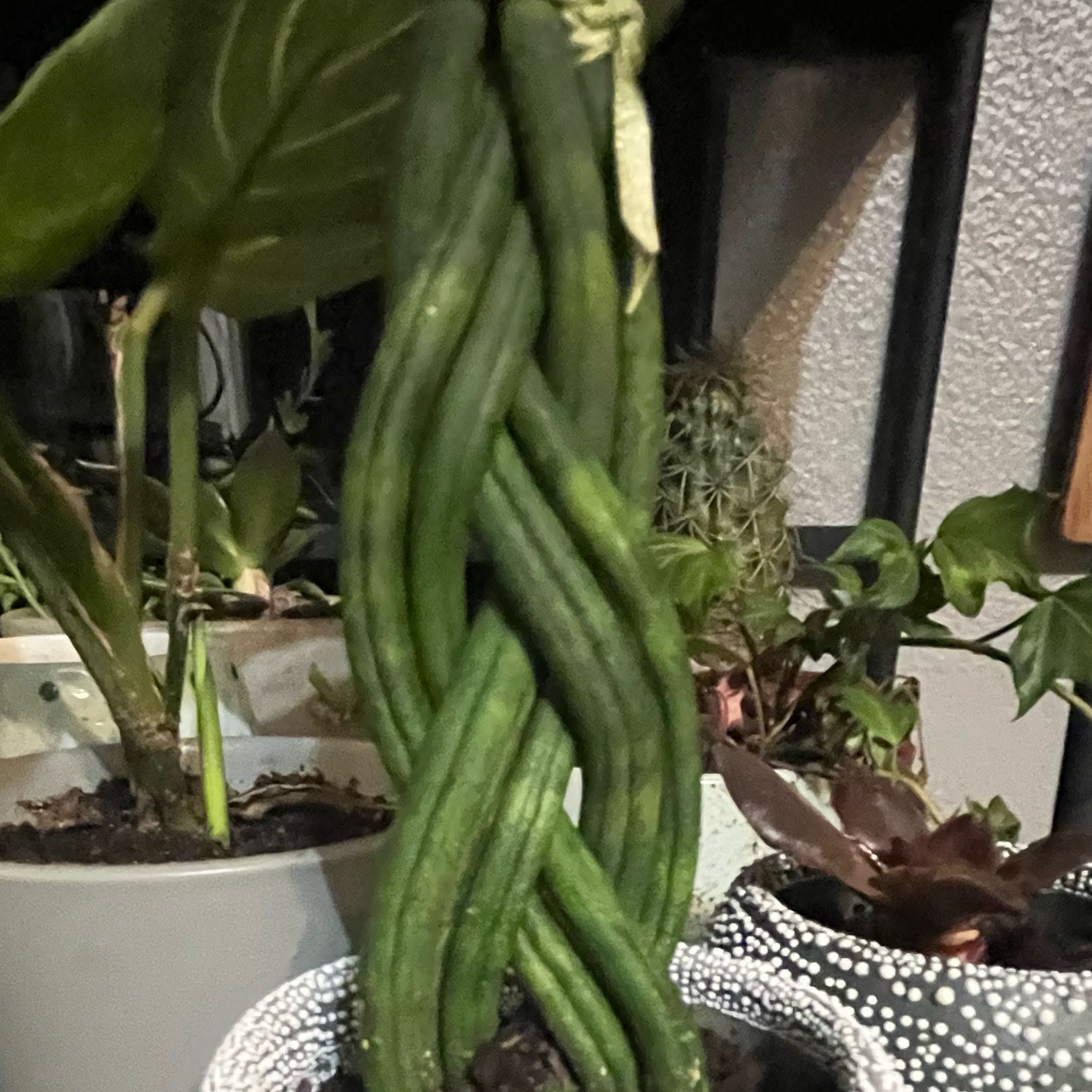 Photo of the plant species Braided Snake Plant, Mother-in-laws Tongue by @HotFord19 named Harper on Greg, the plant care app