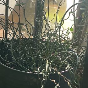 Photo of the plant species Spiral Rush by @HotFord19 named Eva on Greg, the plant care app