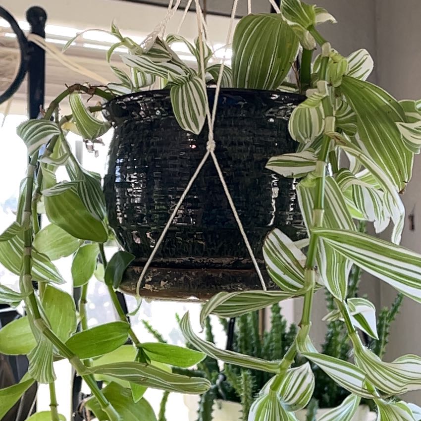 Photo of the plant species Pistachio White by @HotFord19 named Trent on Greg, the plant care app