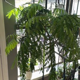 Photo of the plant species Silk Tree by @HotFord19 named Mimosa on Greg, the plant care app