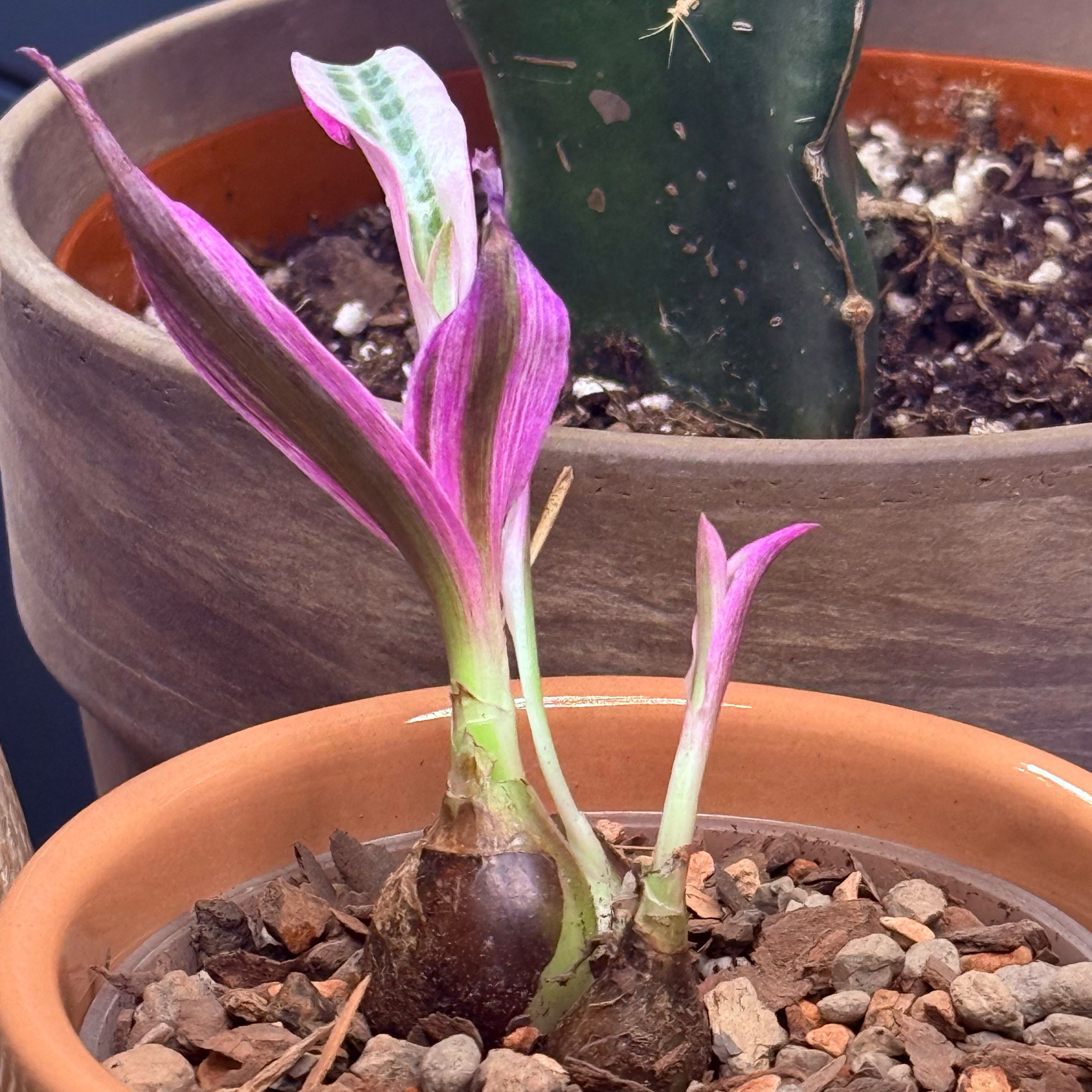 Photo of the plant species Variegated Silver Squill by @HotMint4 named Hemingway on Greg, the plant care app