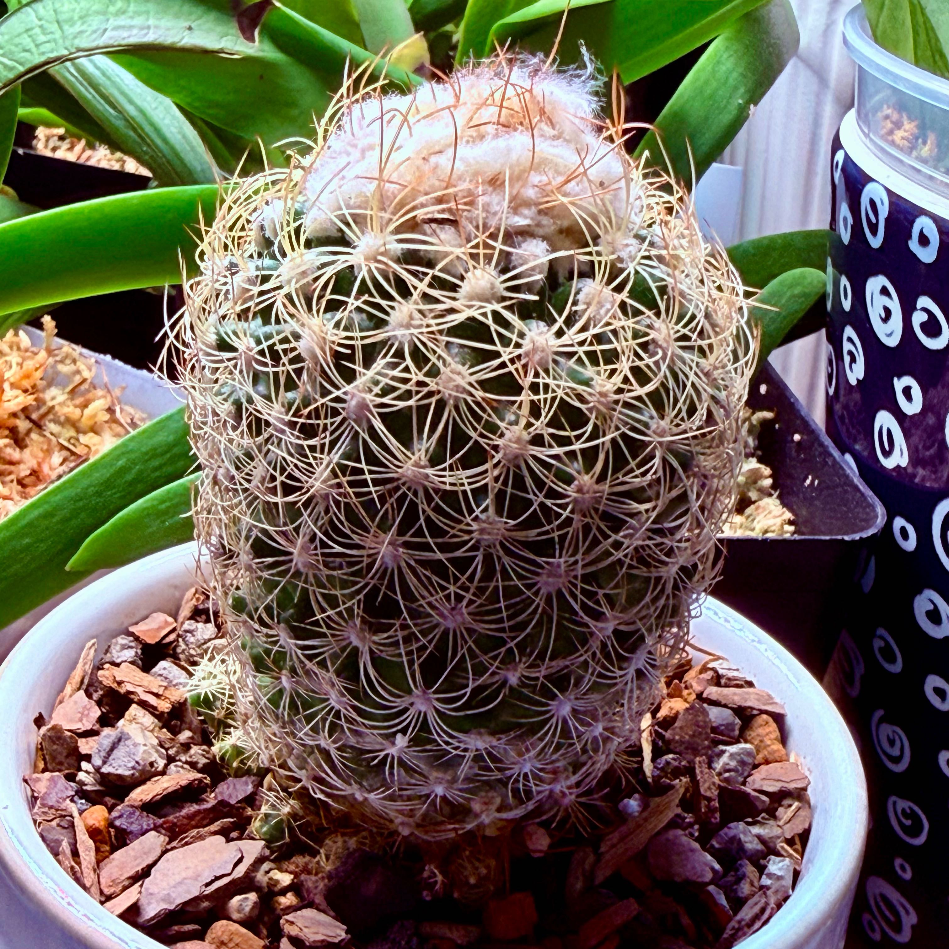 Photo of the plant species Discocactus Araneispinus by @HotMint4 named Kesha on Greg, the plant care app