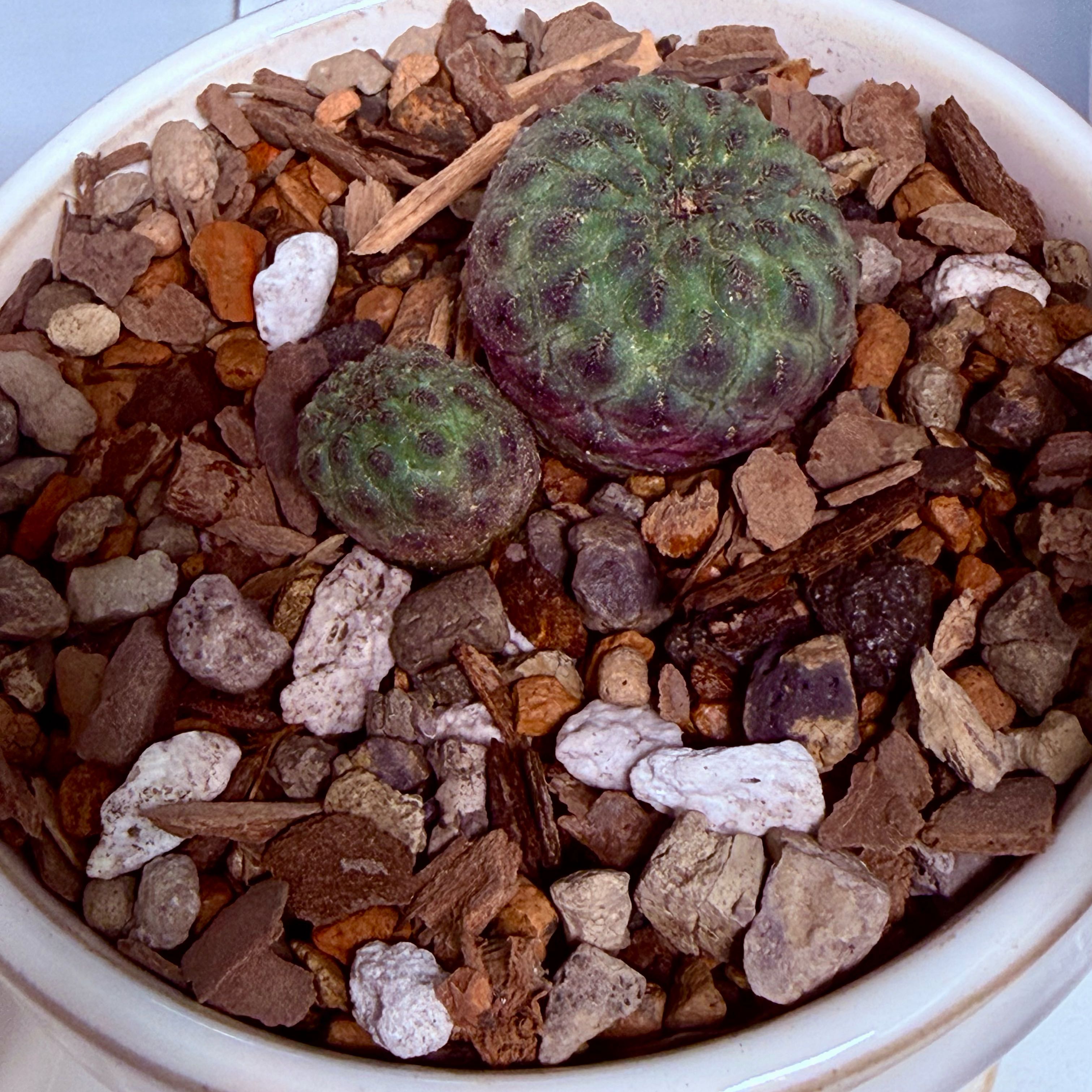 Photo of the plant species Sulcorebutia by @HotMint4 named Emerson on Greg, the plant care app