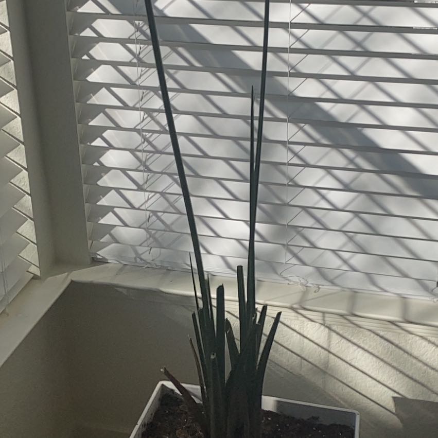 Photo of the plant species Mazari Palm by @ForgivingGarlic named Lebron on Greg, the plant care app