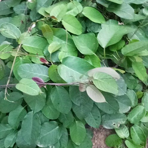 Photo of the plant species Japanese Knotweed by @PrudentOxlip43 named Denali on Greg, the plant care app