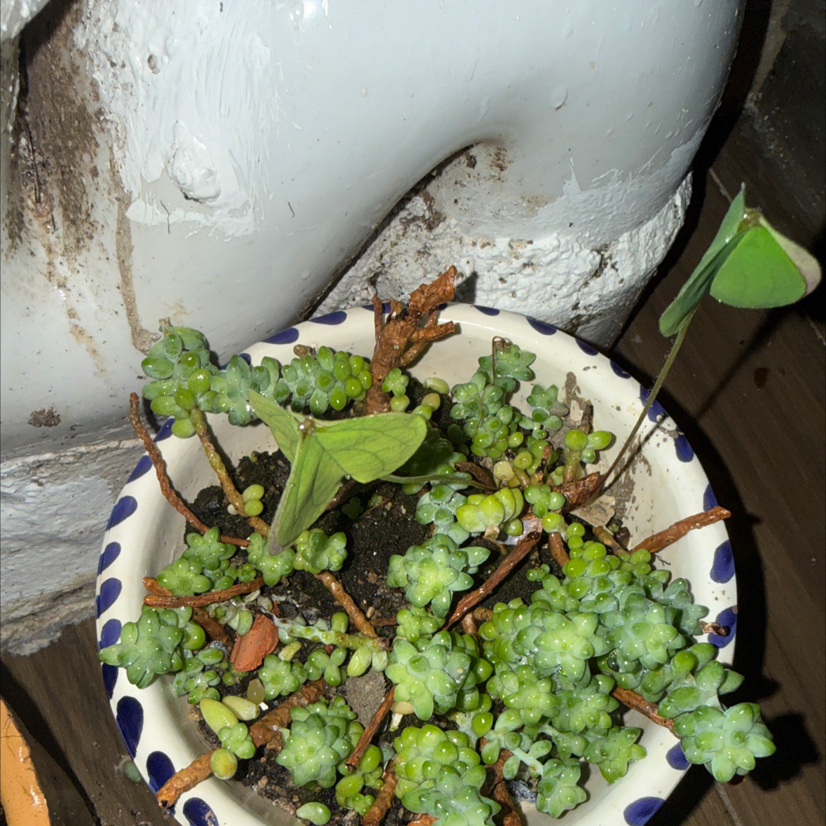 Photo of the plant species Sand Pygmyweed by @GlossyTawapou21 named Marley on Greg, the plant care app