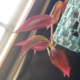 Photo of the plant species Wandering Jew by @ChampTreeivy89 named Wandering jew on Greg, the plant care app