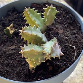 Photo of the plant species Huernia by @GodlyPalqui34 named Life Saver on Greg, the plant care app