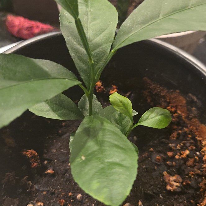 Photo of the plant species Lemon Tree by @BrawnyBearsear5 named Liz on Greg, the plant care app