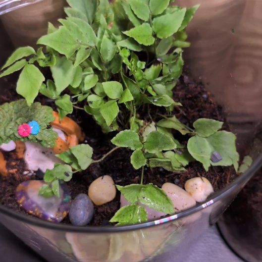 Photo of the plant species House Holly-Fern by @SuperbRoussea12 named Huckleberry Fern on Greg, the plant care app