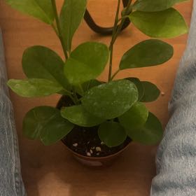 Photo of the plant species Ficus Moclame by @SavantRoseheath named Harmony on Greg, the plant care app