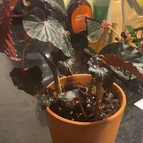 Photo of the plant species Blood-Red Begonia by @SavantRoseheath named Peter Parker on Greg, the plant care app