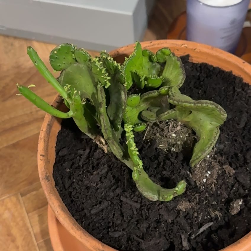 Photo of the plant species Euphorbia leucodendron by @FunMarestail65 named Sahara on Greg, the plant care app
