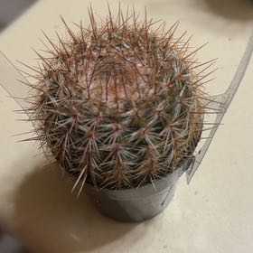 Photo of the plant species Parodia x erubescens by @TopDamsii82 named Xena on Greg, the plant care app