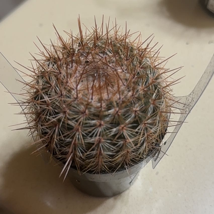 Photo of the plant species Parodia x erubescens by @TopDamsii82 named Wall-E on Greg, the plant care app