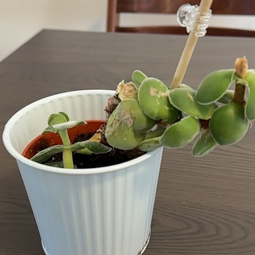 Photo of the plant species Crassula cotyledonis by @TopCoralvine66 named Winston on Greg, the plant care app