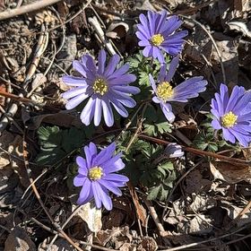 Photo of the plant species Greek Thimbleweed by @TopCoralvine66 named Messi on Greg, the plant care app
