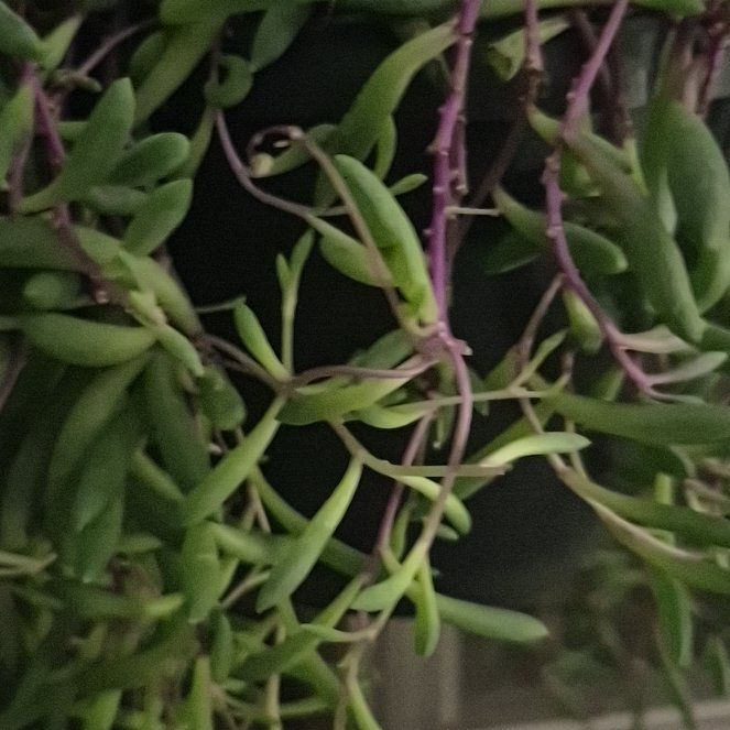 Photo of the plant species Marsh Jaumea by @BraveBoneset73 named Clooney on Greg, the plant care app