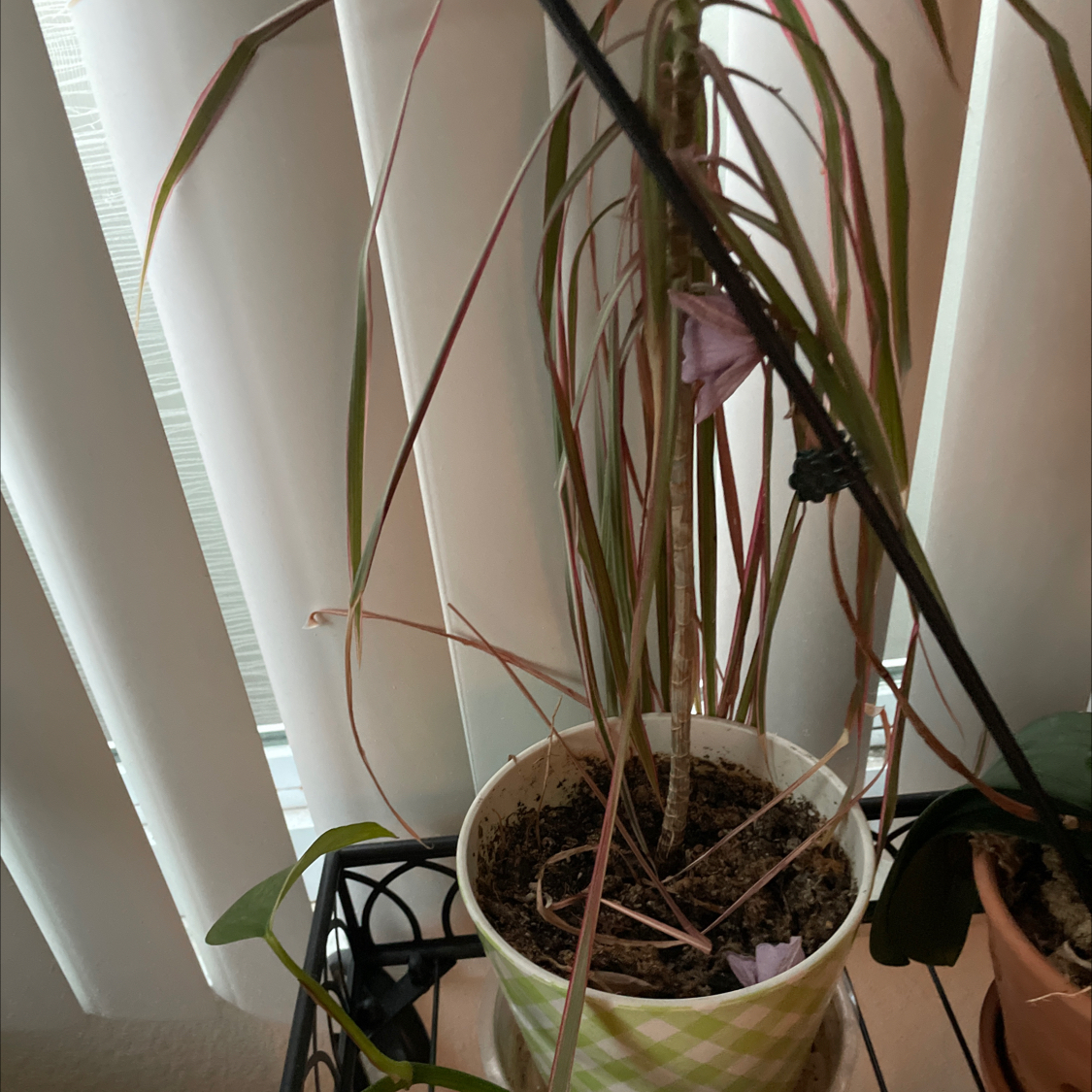 Photo of the plant species Barren Brome by @TopFicusruby68 named Coco on Greg, the plant care app