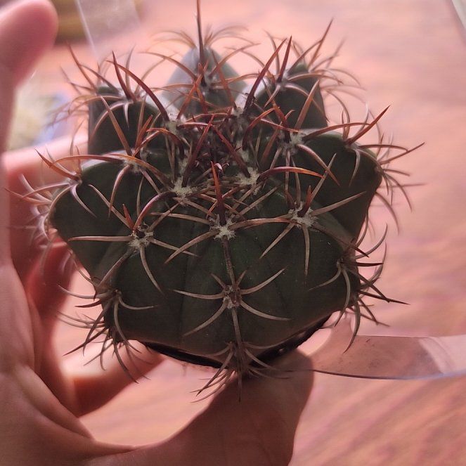 Photo of the plant species Melon cactus by @MagicalPuka named Emerson on Greg, the plant care app