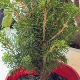 Photo of the plant species Sitka Spruce by @ExecPatchouli45 named Gates on Greg, the plant care app