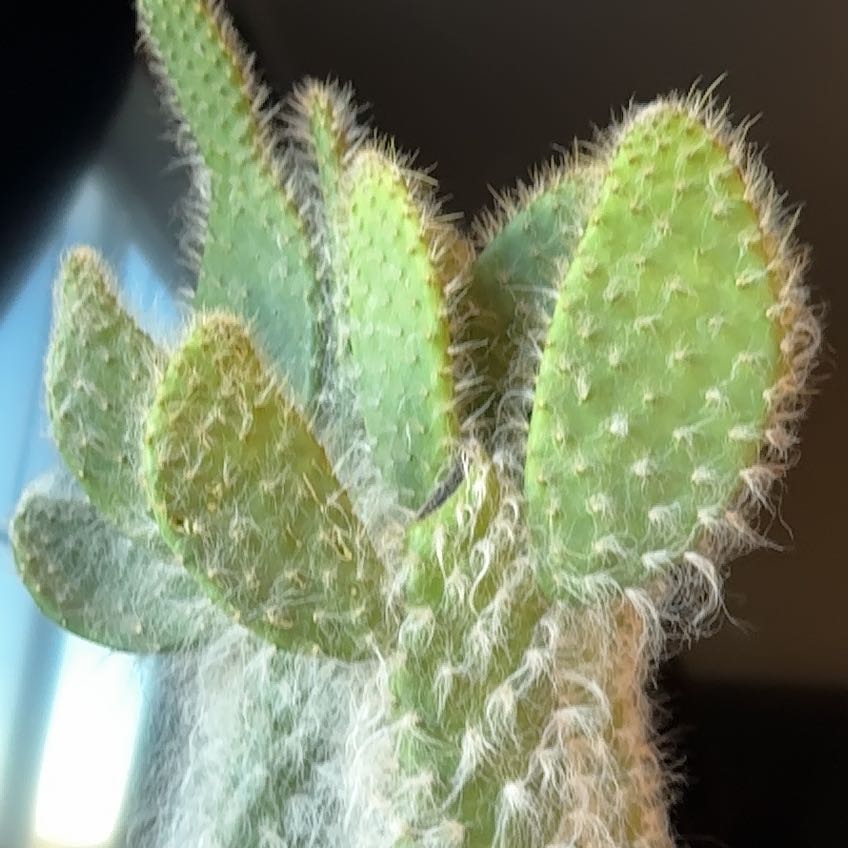 Photo of the plant species Prickly Pear Snow by @FabCyclamen45 named Aria on Greg, the plant care app