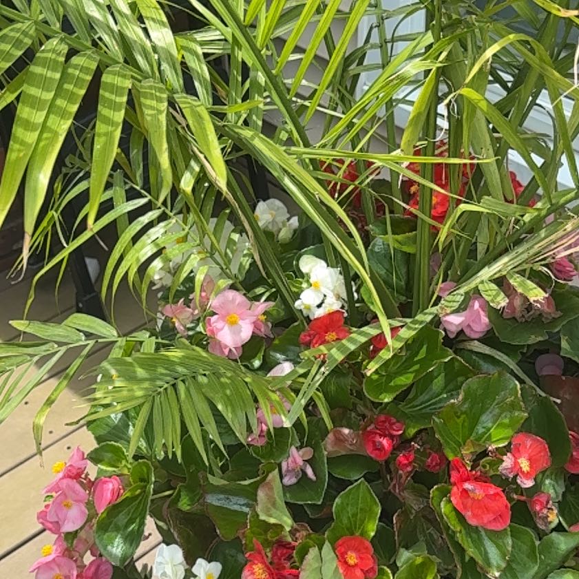 Photo of the plant species Arundina Graminifolia by @HardyAgavenova named Mochi on Greg, the plant care app