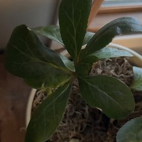 Photo of the plant species Christmas Rose by @StockyGermanivy named Catherine on Greg, the plant care app