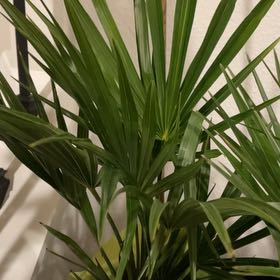 Photo of the plant species Florida Thatch Palm by @KinglyBlinks63 named Sahara on Greg, the plant care app