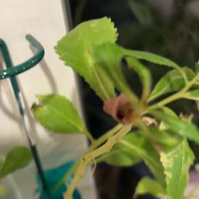 Photo of the plant species Balsam by @PlayfulHoya4 named Delilah on Greg, the plant care app