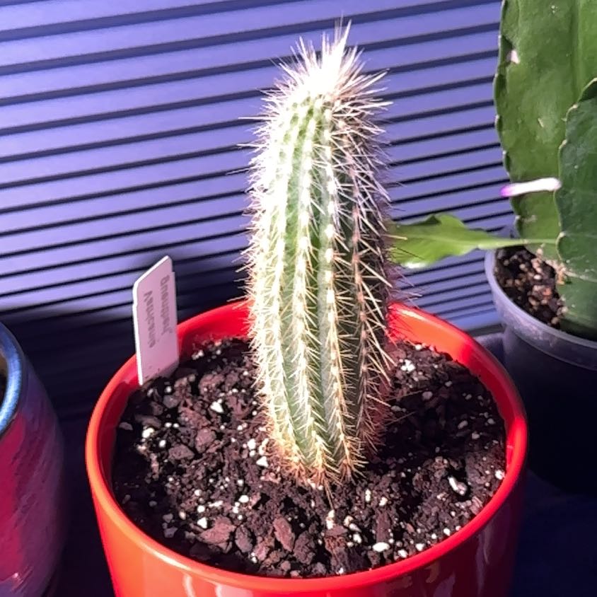 Photo of the plant species Vatricania guentheri by @TopBlue89 named Emerson on Greg, the plant care app