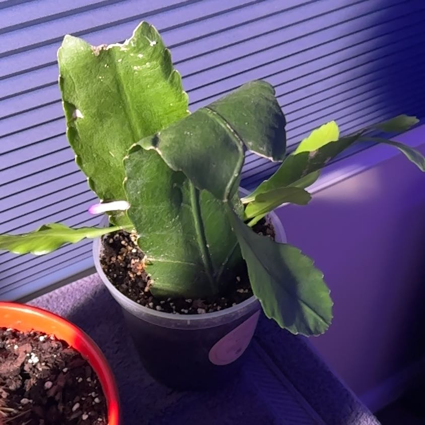 Photo of the plant species Pseudorphipsalis 'Blue Flame' by @TopBlue89 named Elina on Greg, the plant care app