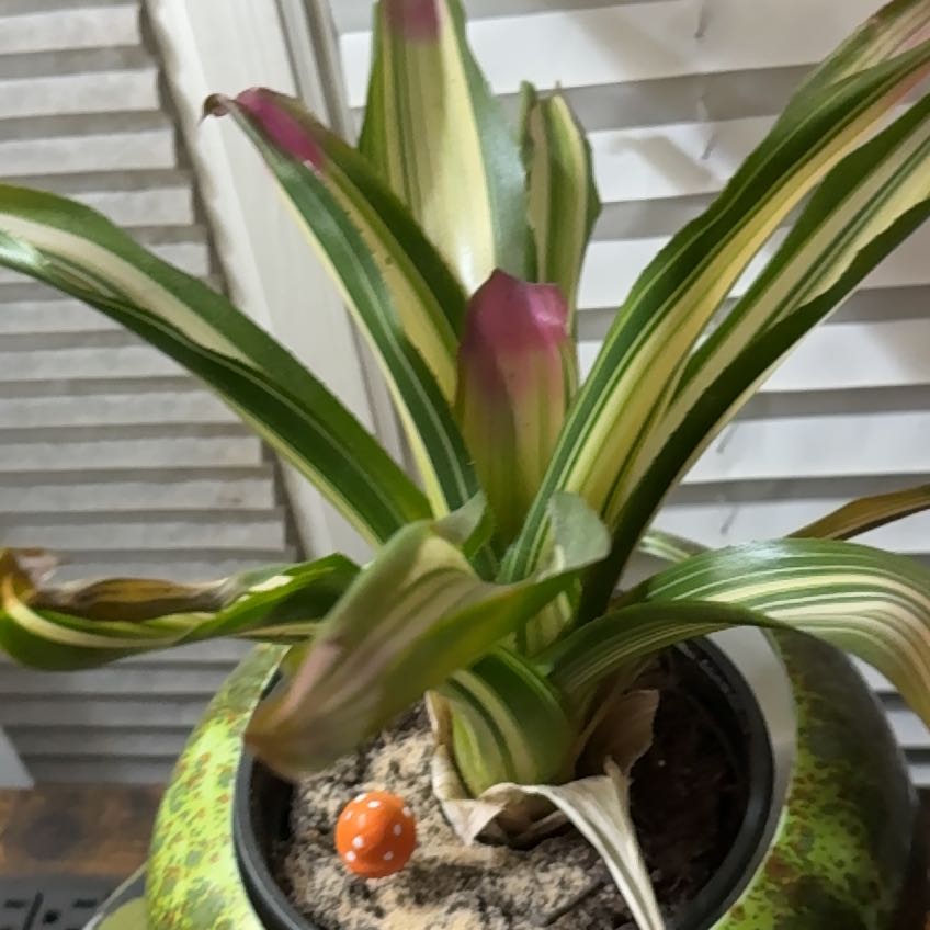 Photo of the plant species bromilad by @HeroChilli24 named Beckham on Greg, the plant care app