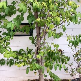 Photo of the plant species Water Jasmine by @LeadJade91 named Luna on Greg, the plant care app