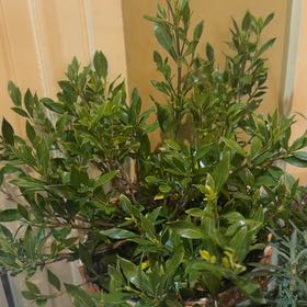 Photo of the plant species Miniature Gardenia by @AliveOtanthus97 named Treeyoncé on Greg, the plant care app