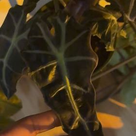 Photo of the plant species Alocasia Sanderiana by @GiddyCorkelm26 named Gregarious on Greg, the plant care app