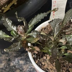 Photo of the plant species Dark Mystery Pilea by @TiptopRedbean2 named Marley on Greg, the plant care app