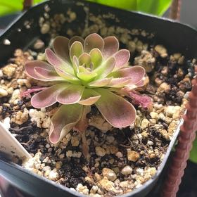Photo of the plant species Butterwort by @TiptopRedbean2 named Michelle Branch on Greg, the plant care app