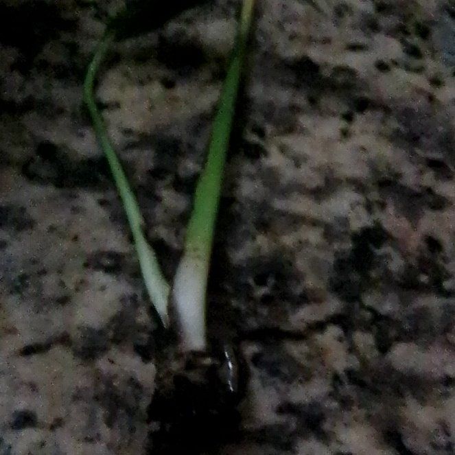 Photo of the plant species Skunk Cabbage by @ProBlueweed29 named Aristotle on Greg, the plant care app