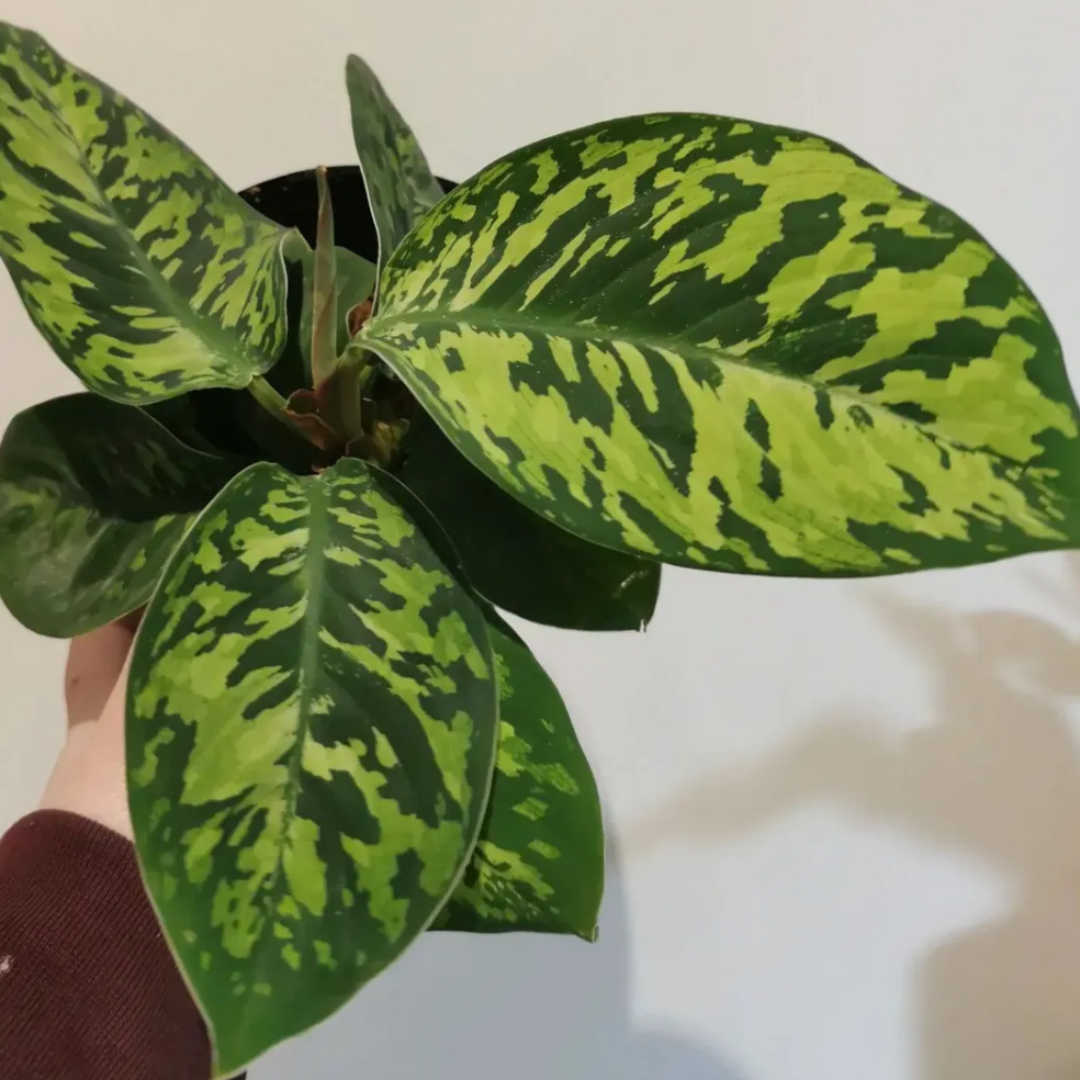 Photo of the plant species King of Hearts by @m3hs named K Homalomena wallisii on Greg, the plant care app